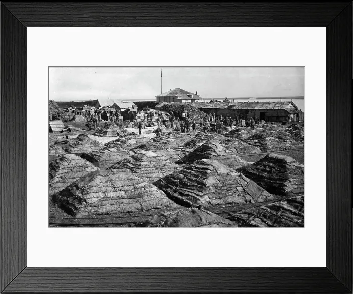 Framed Print : Fish salted using the dry Japanese method, folded into piles, 1910-1929. Creator: Ivan Emelianovich Larin Framed Print : Fish salted using the dry Japanese method, folded into piles, 1910-1929. Creator: Ivan Emelianovich Larin
