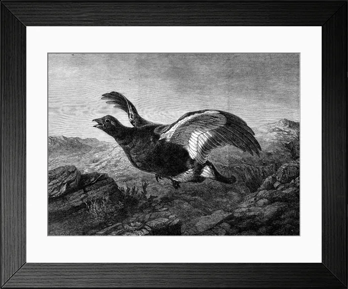 Framed Print : Startled, by Harrison Weir, in the Exhibition of the Institute of Painters in Water Colours, 1864. Creator: Mason Jackson. Startled, by Harrison Weir, in the Exhibition of the Institute of Painters in Water Colours, 1864 Framed Print : Startled, by Harrison Weir, in the Exhibition of the Institute of Painters in Water Colours, 1864. Creator: Mason Jackson. Startled, by Harrison Weir, in the Exhibition of the Institute of Painters in Water Colours, 1864