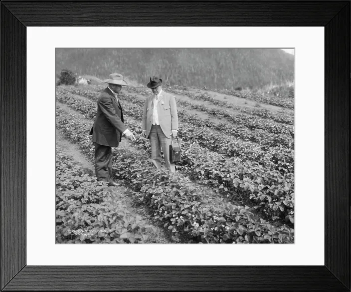 Framed Print : Strawberry plants on government farm, 1916. Creator: Curtis & Miller. Strawberry plants on government farm, 1916. Creator: Curtis & Miller Framed Print : Strawberry plants on government farm, 1916. Creator: Curtis & Miller. Strawberry plants on government farm, 1916. Creator: Curtis & Miller