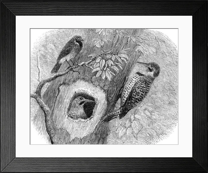 Framed Print : Recent additions to the Zoological Society's Collection, Regent's Park, 1864. Creator: Pearson Framed Print : Recent additions to the Zoological Society's Collection, Regent's Park, 1864. Creator: Pearson