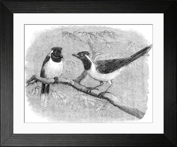 Framed Print : Recent additions to the Zoological Society's Collection, Regent's Park, 1864. Creator: Pearson Framed Print : Recent additions to the Zoological Society's Collection, Regent's Park, 1864. Creator: Pearson