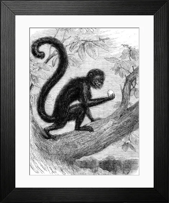 Framed Print : Recent additions to the Zoological Society's Collection, Regent's Park, 1864. Creator: Pearson