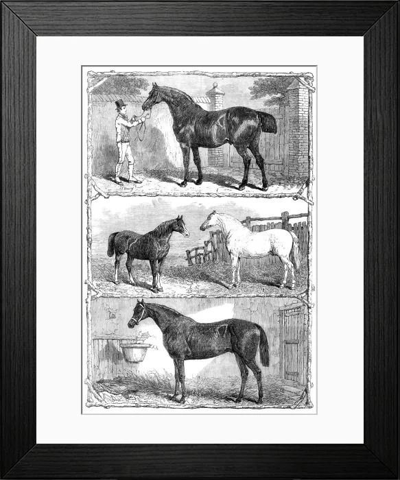 Framed Print : Prize horses at the Agricultural Hall, Islington, 1864. Creator: Unknown Framed Print : Prize horses at the Agricultural Hall, Islington, 1864. Creator: Unknown