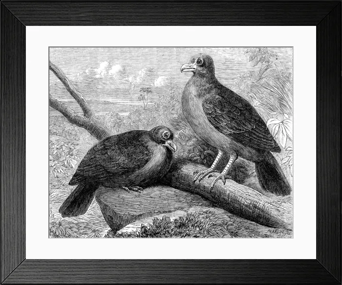 Framed Print : Rare birds From Navigators Islands: the Didunculus strigirostris, 1864. Creator: Pearson Framed Print : Rare birds From Navigators Islands: the Didunculus strigirostris, 1864. Creator: Pearson