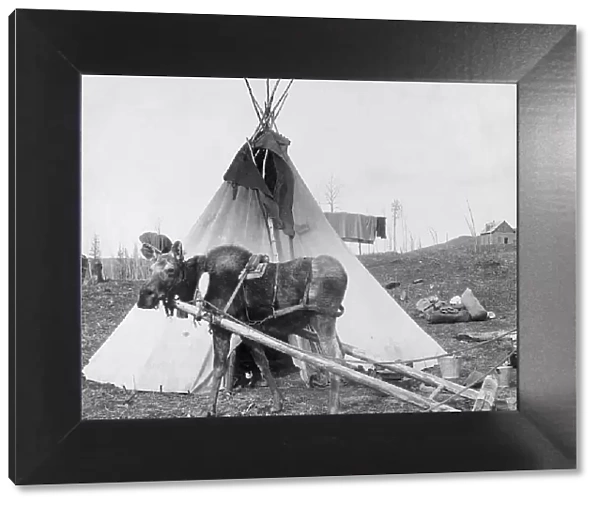 Moose harnessed for work beside tepee [i.e. tipi], 1916(?). Creator: C. W. Mathers