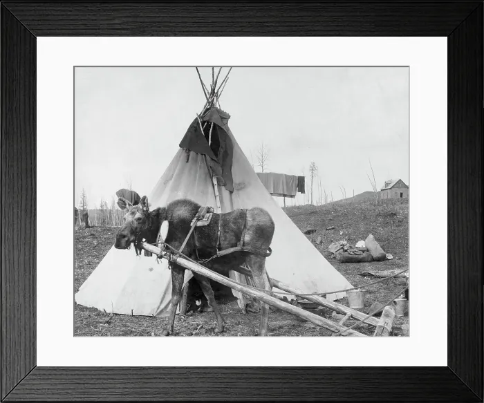 Framed Print : Moose harnessed for work beside tepee [i.e. tipi], 1916(?). Creator: C. W. Mathers