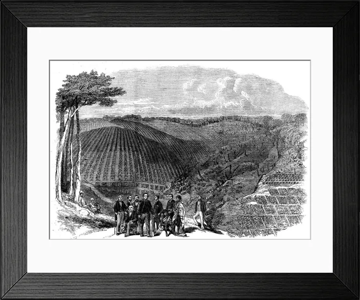 Framed Print : Peruvian bark tree plantations in the Neilgherry Hills, India... 1862. Creator: Unknown Framed Print : Peruvian bark tree plantations in the Neilgherry Hills, India... 1862. Creator: Unknown