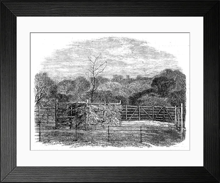 Framed Print : The Prince Consort's Oak, planted by Her Majesty in the Flemish farm, near Windsor... 1862. Creator: Unknown. The Prince Consort's Oak, planted by Her Majesty in the Flemish farm, near Windsor... 1862. Creator: Unknown Framed Print : The Prince Consort's Oak, planted by Her Majesty in the Flemish farm, near Windsor... 1862. Creator: Unknown. The Prince Consort's Oak, planted by Her Majesty in the Flemish farm, near Windsor... 1862. Creator: Unknown