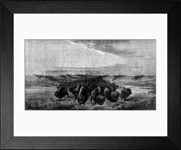 Framed Print : A Herd of Bisons crossing a River Bottom on the Upper Missouri, by W. J. Hays, 1862. Creator: W Thomas. A Herd of Bisons crossing a River Bottom on the Upper Missouri, by W. J. Hays, 1862. Creator: W Thomas Framed Print : A Herd of Bisons crossing a River Bottom on the Upper Missouri, by W. J. Hays, 1862. Creator: W Thomas. A Herd of Bisons crossing a River Bottom on the Upper Missouri, by W. J. Hays, 1862. Creator: W Thomas
