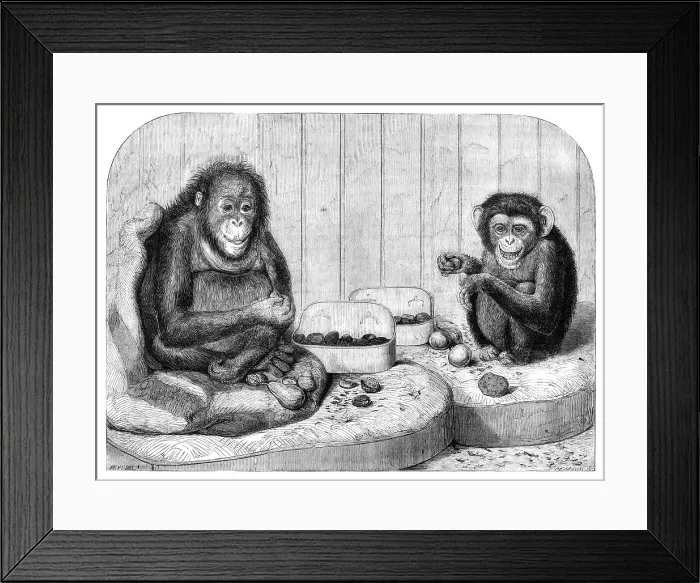 Framed Print : The chimpanzee and the ourang-outang at the Zoological Society's Gardens, Regent's Park, 1864. Creator: Pearson Framed Print : The chimpanzee and the ourang-outang at the Zoological Society's Gardens, Regent's Park, 1864. Creator: Pearson