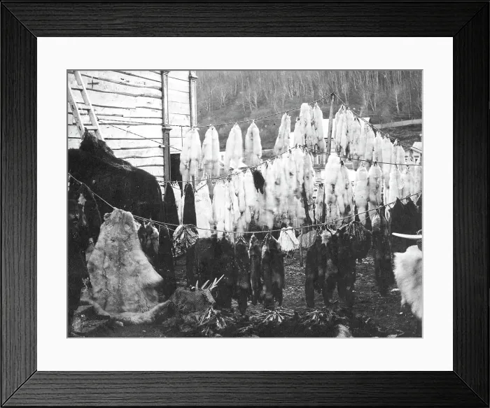 Framed Print : Collected furs in the city of Petropavlovsk-Kamchatsky. 1910-1929. Creator: Ivan Emelianovich Larin Framed Print : Collected furs in the city of Petropavlovsk-Kamchatsky. 1910-1929. Creator: Ivan Emelianovich Larin
