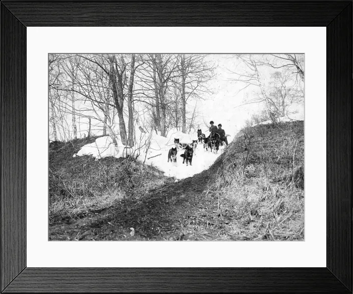 Framed Print : Dog sled in the forest, 1910-1929. Creator: Ivan Emelianovich Larin Framed Print : Dog sled in the forest, 1910-1929. Creator: Ivan Emelianovich Larin