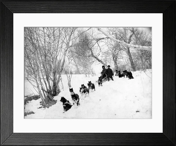 Framed Print : Dog sled expedition in the forest, 1910-1929. Creator: Ivan Emelianovich Larin Framed Print : Dog sled expedition in the forest, 1910-1929. Creator: Ivan Emelianovich Larin
