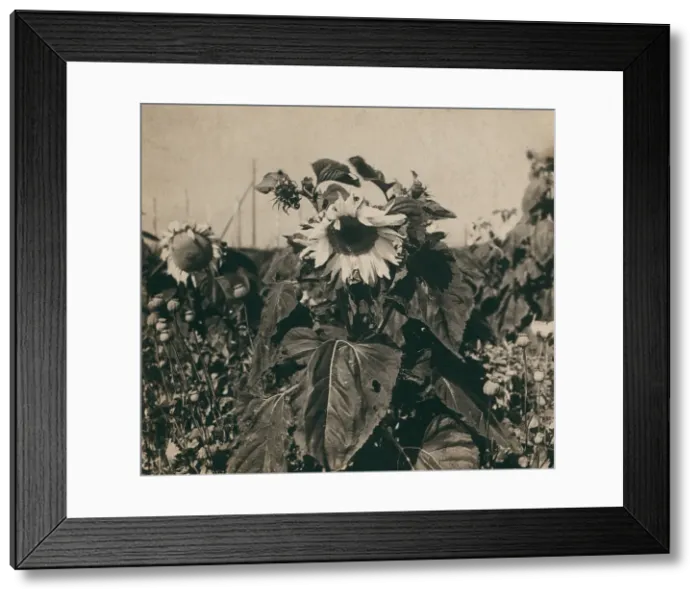 Framed Print : Sunflower, 1910. Creator: Sergey Mikhaylovich Prokudin-Gorsky Framed Print : Sunflower, 1910. Creator: Sergey Mikhaylovich Prokudin-Gorsky