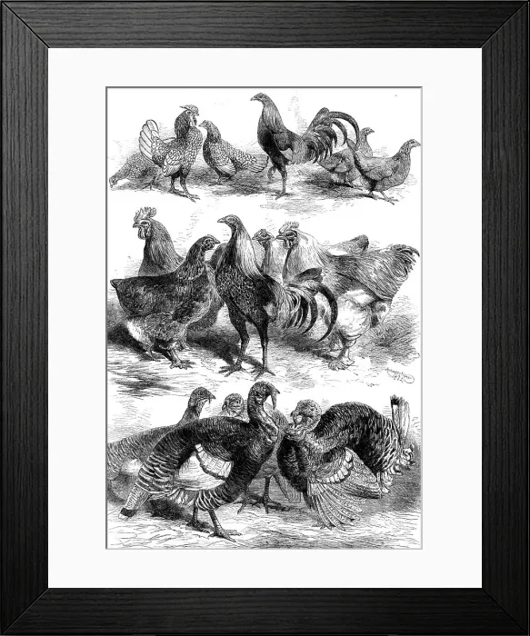 Framed Print : Prize birds at the Poultry and Pigeon Show recently held at Birmingham, 1862. Creator: Harrison Weir Framed Print : Prize birds at the Poultry and Pigeon Show recently held at Birmingham, 1862. Creator: Harrison Weir