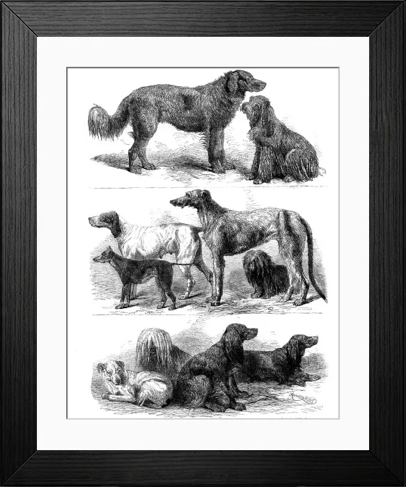 Framed Print : Prize dogs at the recent show, Birmingham, 1862. Creator: Harrison Weir Framed Print : Prize dogs at the recent show, Birmingham, 1862. Creator: Harrison Weir