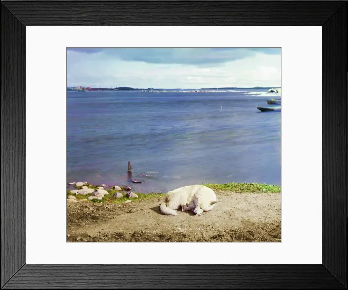 Framed Print : Studies on Lindozero (laika [dog breed]), 1915. Creator: Sergey Mikhaylovich Prokudin-Gorsky