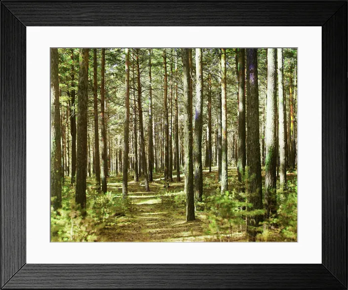 Framed Print : Forest, 1910. Creator: Sergey Mikhaylovich Prokudin-Gorsky Framed Print : Forest, 1910. Creator: Sergey Mikhaylovich Prokudin-Gorsky