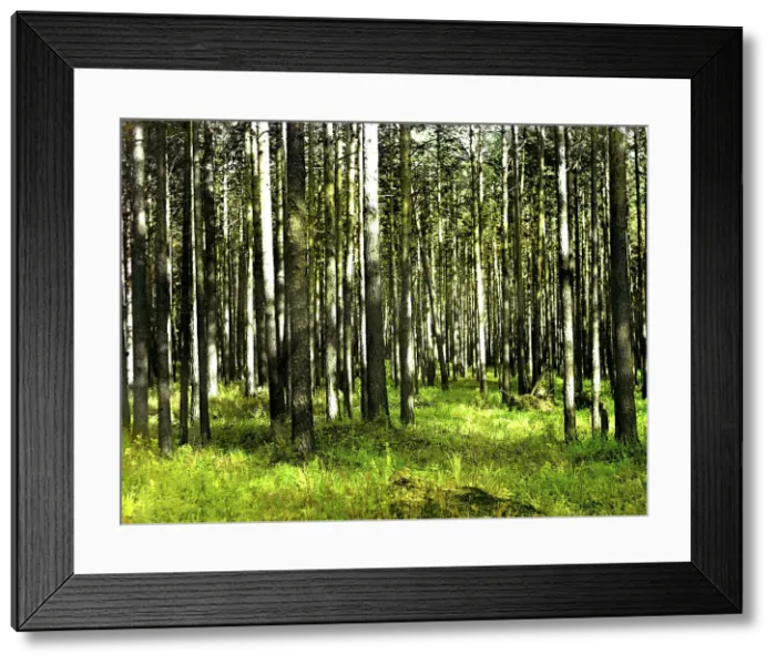 Framed Print : In the forest, 1912. Creator: Sergey Mikhaylovich Prokudin-Gorsky Framed Print : In the forest, 1912. Creator: Sergey Mikhaylovich Prokudin-Gorsky