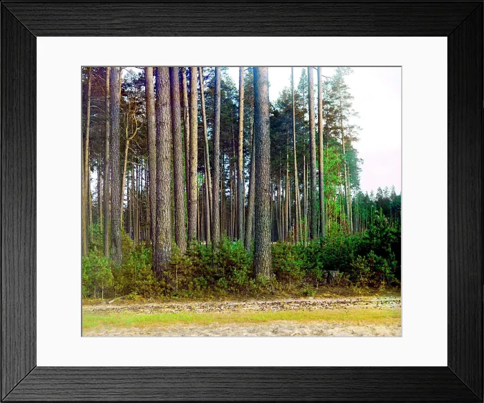 Framed Print : Pine forest, 1910. Creator: Sergey Mikhaylovich Prokudin-Gorsky Framed Print : Pine forest, 1910. Creator: Sergey Mikhaylovich Prokudin-Gorsky