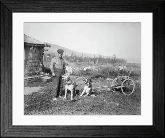 Framed Print : Dog cart, 1916. Creator: Unknown Framed Print : Dog cart, 1916. Creator: Unknown