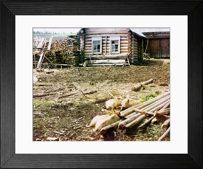 Framed Print : Piglets, 1912. Creator: Sergey Mikhaylovich Prokudin-Gorsky Framed Print : Piglets, 1912. Creator: Sergey Mikhaylovich Prokudin-Gorsky