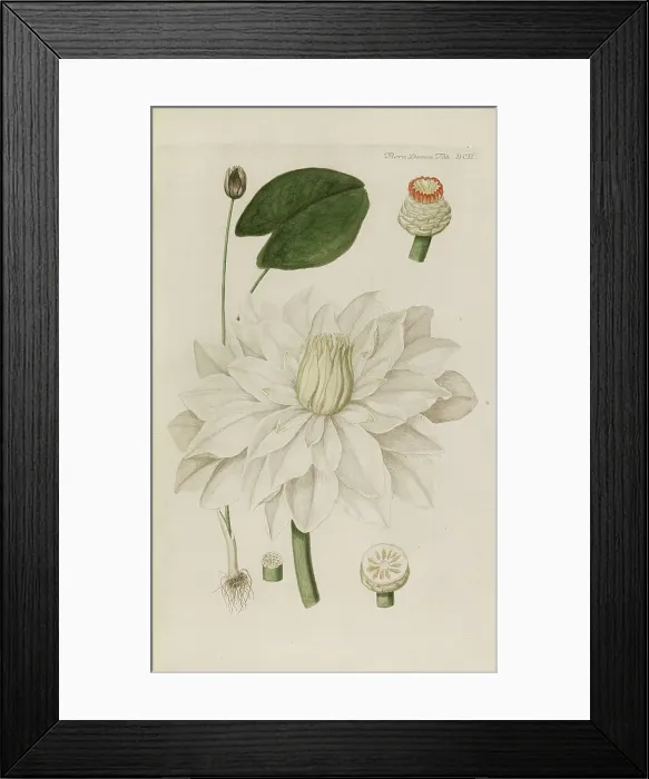 Framed Print : Flora Danica, 1761. Creator: Oeder, Georg Christian Edler (1728-1791) Framed Print : Flora Danica, 1761. Creator: Oeder, Georg Christian Edler (1728-1791)