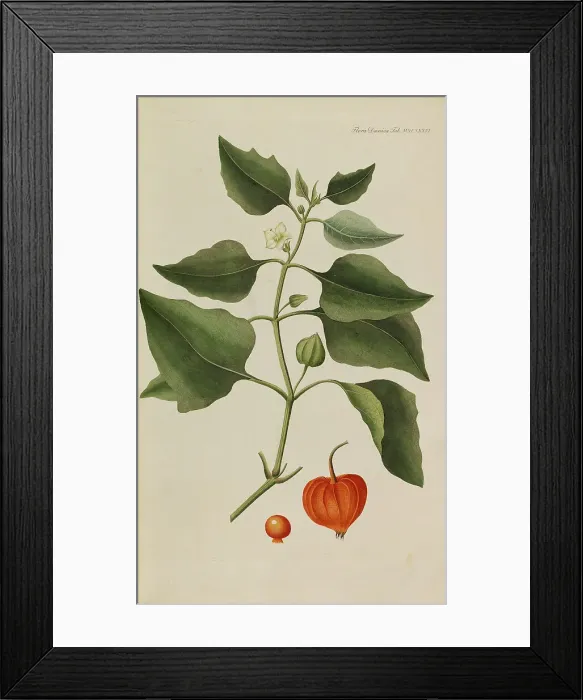 Framed Print : Flora Danica, 1761. Creator: Oeder, Georg Christian Edler (1728-1791) Framed Print : Flora Danica, 1761. Creator: Oeder, Georg Christian Edler (1728-1791)
