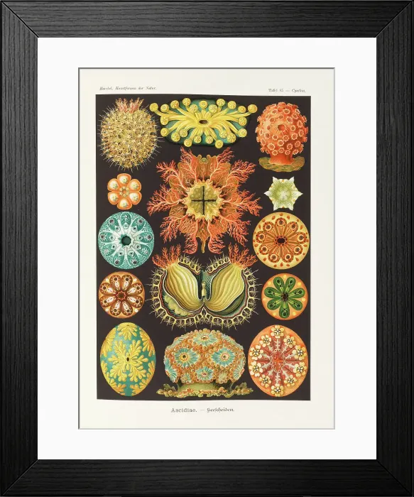 Framed Print : Art forms of nature, 1899-1903. Creator: Haeckel, Ernst (1834-1919) Framed Print : Art forms of nature, 1899-1903. Creator: Haeckel, Ernst (1834-1919)