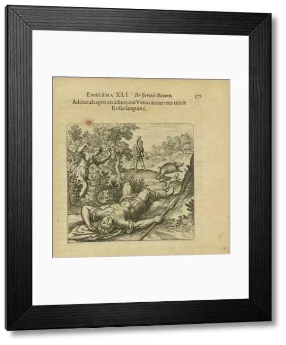 Framed Print : Emblem 41. Adonis is slain by a boar, and as Venus comes running she colours the Roses... 1816. Creator: Merian, Matthäus, the Elder (1593-1650) Framed Print : Emblem 41. Adonis is slain by a boar, and as Venus comes running she colours the Roses... 1816. Creator: Merian, Matthäus, the Elder (1593-1650)