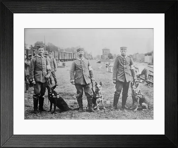 Framed Print : German Red Cross dogs, between 1914 and c1915. Creator: Bain News Service Framed Print : German Red Cross dogs, between 1914 and c1915. Creator: Bain News Service