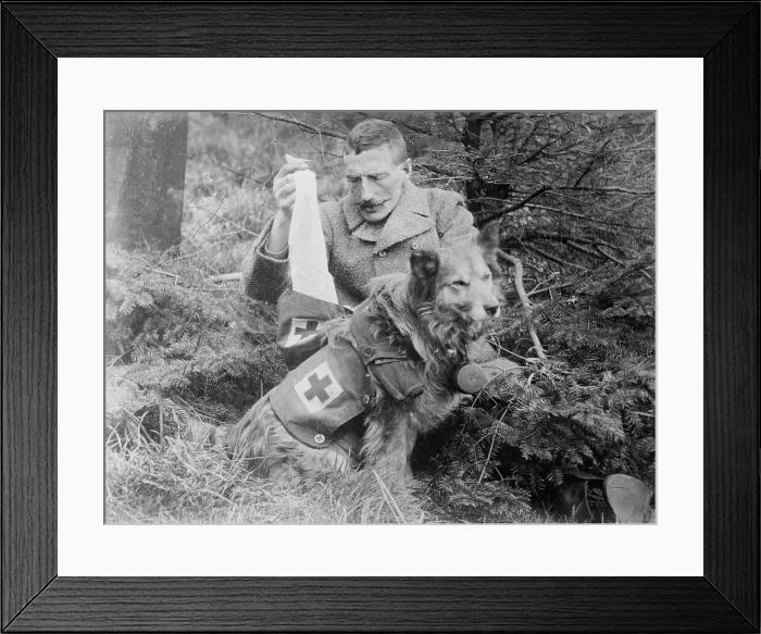 Framed Print : Bandages from kit of British Dog, between 1914 and c1915. Creator: Bain News Service Framed Print : Bandages from kit of British Dog, between 1914 and c1915. Creator: Bain News Service