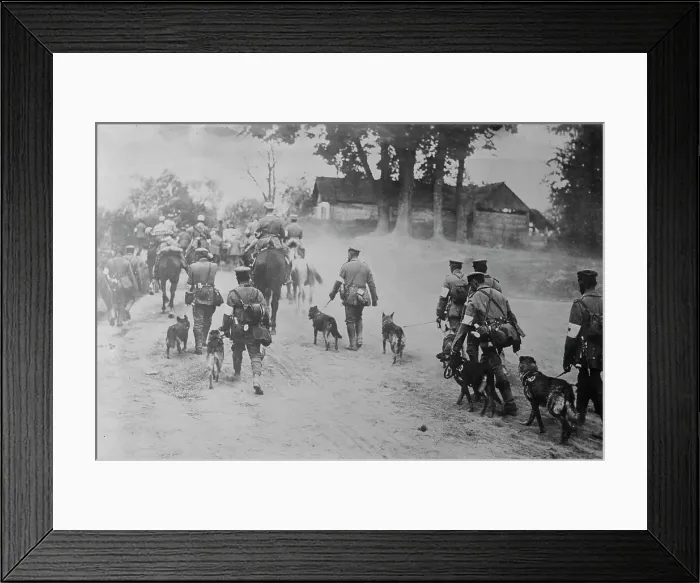 Framed Print : German Red Cross Dogs going to front, between c1915 and 1918. Creator: Bain News Service Framed Print : German Red Cross Dogs going to front, between c1915 and 1918. Creator: Bain News Service