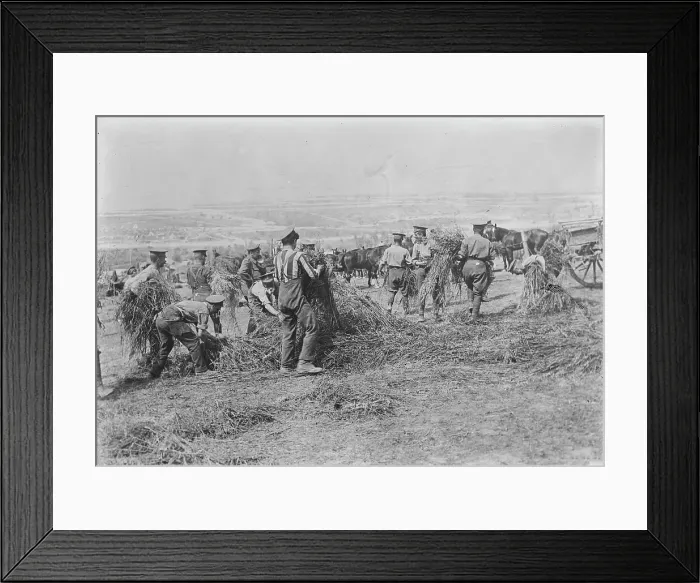 Framed Print : British soldiers feed horses, Apr 1917. Creator: Bain News Service Framed Print : British soldiers feed horses, Apr 1917. Creator: Bain News Service