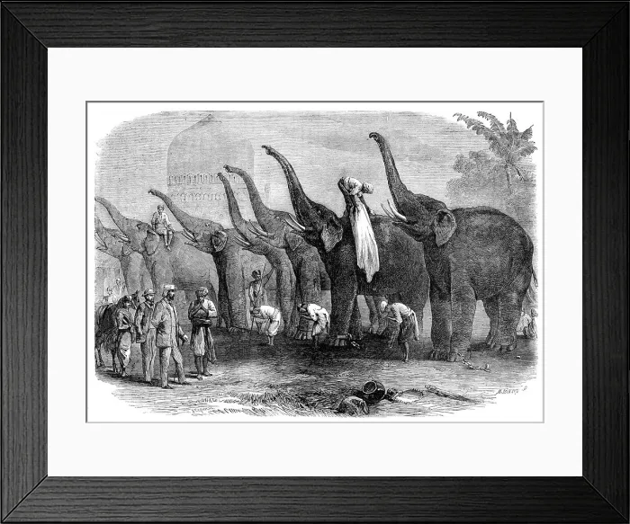 Framed Print : A squad of elephants saluting the Commandant at Dinapore, India, 1864. Creator: Mason Jackson Framed Print : A squad of elephants saluting the Commandant at Dinapore, India, 1864. Creator: Mason Jackson