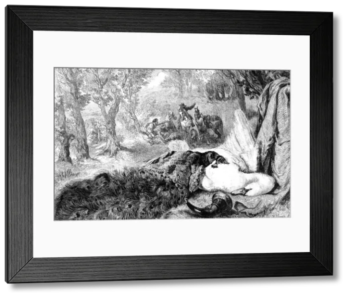 Framed Print : Dead Swan and Peacock, by the late W. Duffield, 1864. Creator: W Thomas. Dead Swan and Peacock, by the late W. Duffield, 1864. Creator: W Thomas Framed Print : Dead Swan and Peacock, by the late W. Duffield, 1864. Creator: W Thomas. Dead Swan and Peacock, by the late W. Duffield, 1864. Creator: W Thomas