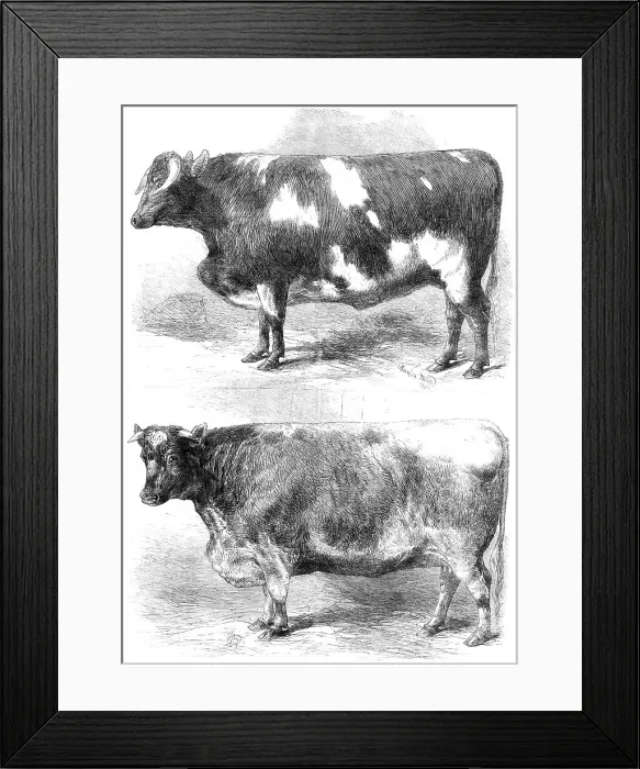 Framed Print : Prize animals at the Smithfield Club Cattle Show, 1864. Creator: Harrison Weir Framed Print : Prize animals at the Smithfield Club Cattle Show, 1864. Creator: Harrison Weir