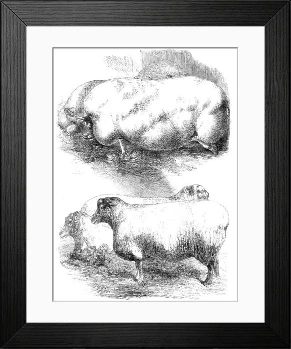 Framed Print : Prize animals at the Smithfield Club Cattle Show, 1864. Creator: Harrison Weir Framed Print : Prize animals at the Smithfield Club Cattle Show, 1864. Creator: Harrison Weir