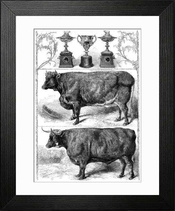 Framed Print : The Smithfield Club Show: prize cattle and cups, 1862. Creator: Harrison Weir Framed Print : The Smithfield Club Show: prize cattle and cups, 1862. Creator: Harrison Weir