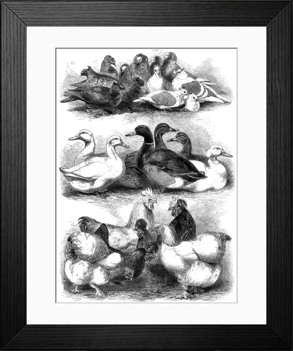 Framed Print : Prize pigeons and poultry at Bingley Hall, Birmingham, 1864. Creator: Harrison Weir Framed Print : Prize pigeons and poultry at Bingley Hall, Birmingham, 1864. Creator: Harrison Weir