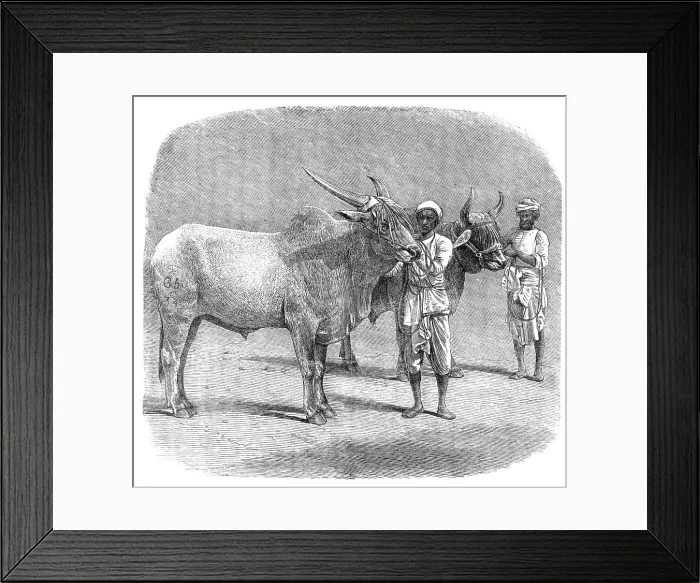 Framed Print : Agricultural Exhibition at Roorkee, North-West Provinces of India: prize field-bullocks, 1864. Creator: Unknown Framed Print : Agricultural Exhibition at Roorkee, North-West Provinces of India: prize field-bullocks, 1864. Creator: Unknown