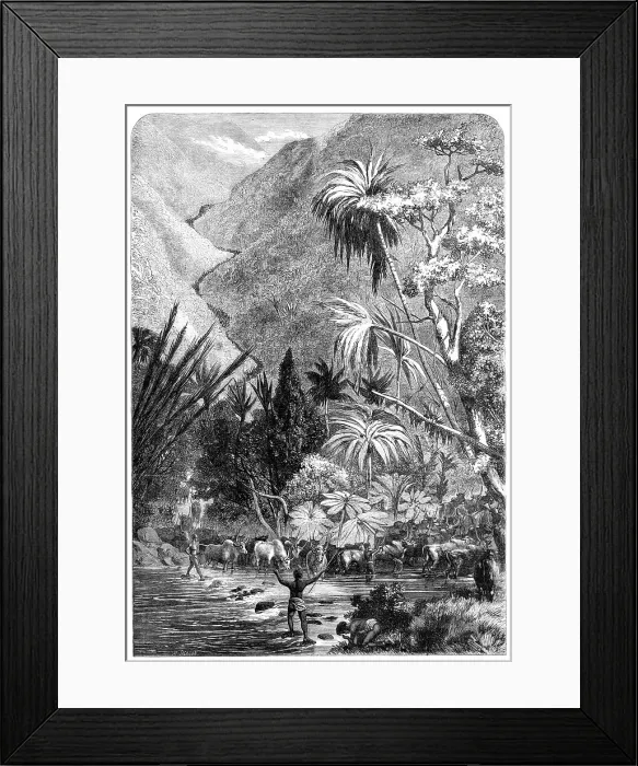 Framed Print : Cattle on their way to Tamatave, Madagascar, 1864. Creator: Mason Jackson Framed Print : Cattle on their way to Tamatave, Madagascar, 1864. Creator: Mason Jackson