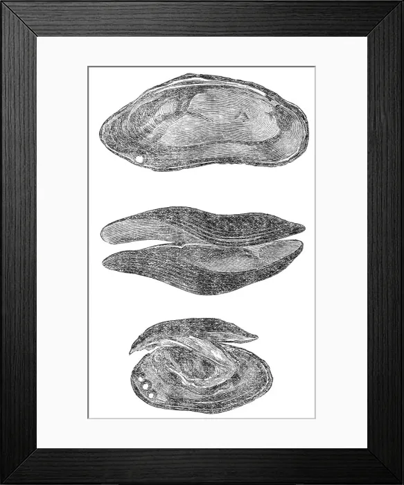 Framed Print : The pearl mussel of Scotland, 1864. Creator: Unknown Framed Print : The pearl mussel of Scotland, 1864. Creator: Unknown