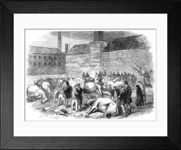 Framed Print : Illustrations of the Flood at Sheffield: drowned cattle at High Bank, on the River Don, 1864. Creator: Unknown Framed Print : Illustrations of the Flood at Sheffield: drowned cattle at High Bank, on the River Don, 1864. Creator: Unknown