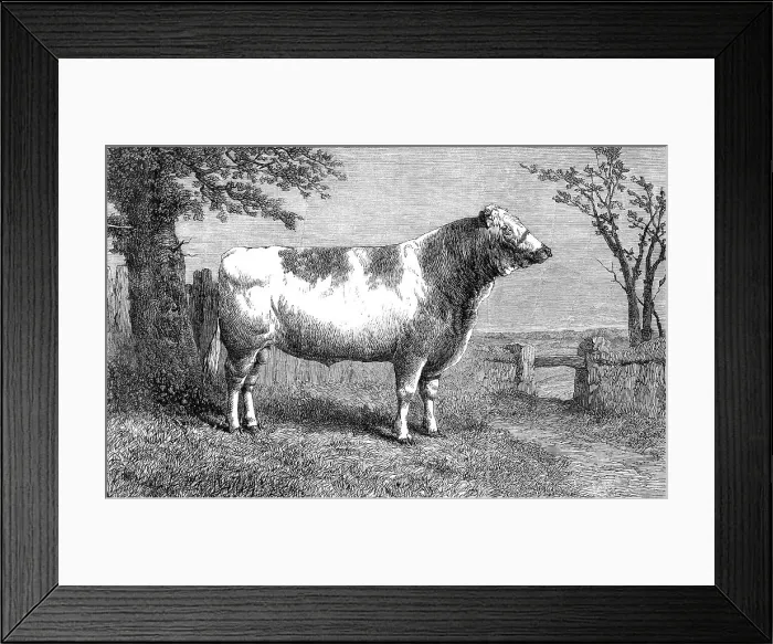 Framed Print : Royal Butterfly, the property of Lieutenant-Colonel Towneley, 1864. Creator: Unknown Framed Print : Royal Butterfly, the property of Lieutenant-Colonel Towneley, 1864. Creator: Unknown