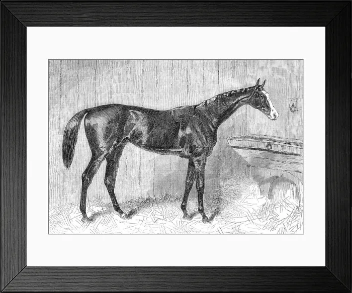 Framed Print : Blair Athol, the Winner of the Derby, 1864. Creator: Unknown Framed Print : Blair Athol, the Winner of the Derby, 1864. Creator: Unknown