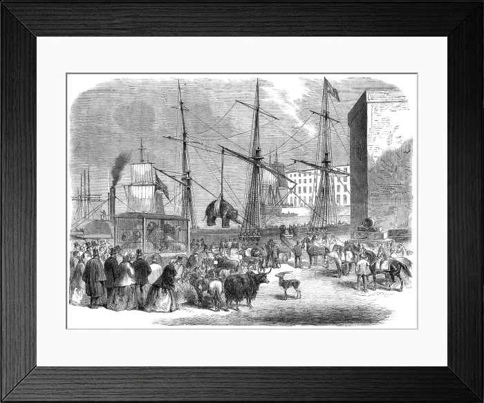 Framed Print : Shipping wild animals in the London Docks, 1864. Creator: Unknown Framed Print : Shipping wild animals in the London Docks, 1864. Creator: Unknown