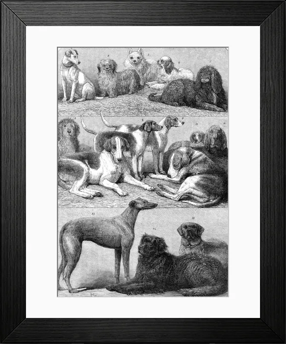 Framed Print : Prize dogs of the second International Dog Show at the Islington Agricultural Hall, 1864. Creator: Friedrich Wilhelm Keyl Framed Print : Prize dogs of the second International Dog Show at the Islington Agricultural Hall, 1864. Creator: Friedrich Wilhelm Keyl