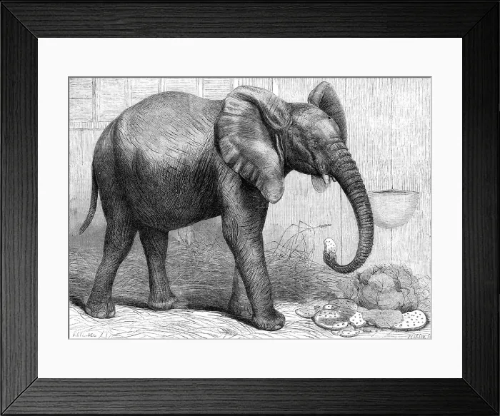 Framed Print : The newly-imported African elephant at the Gardens of the Zoological Society, Regent's Park, 1865. Creator: Pearson Framed Print : The newly-imported African elephant at the Gardens of the Zoological Society, Regent's Park, 1865. Creator: Pearson