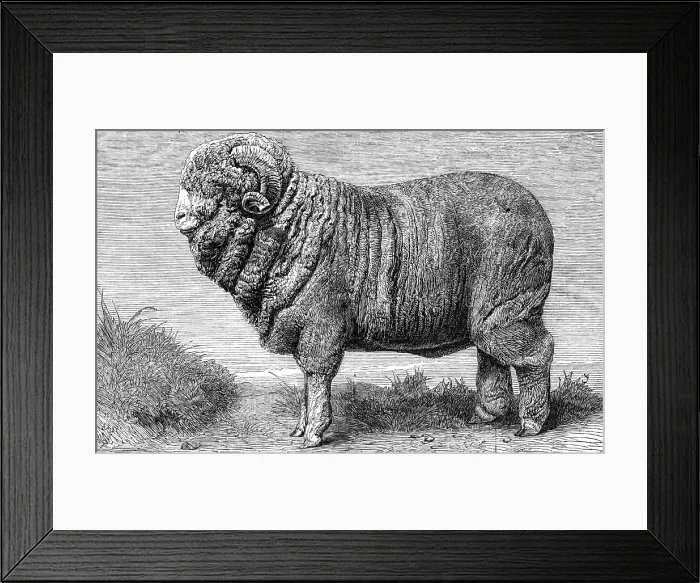Framed Print : Merino ram, lately exhibited at Dresden, 1865. Creator: Pearson Framed Print : Merino ram, lately exhibited at Dresden, 1865. Creator: Pearson